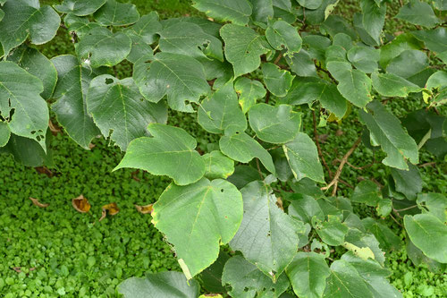 Paper mulberry
