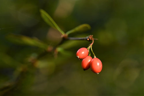 Japanese barberry,fruits