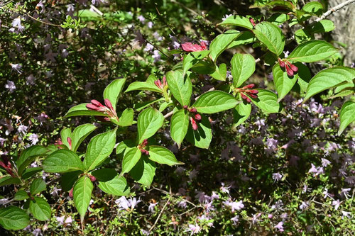 にしきうつぎ,植物,ニシキウツギ