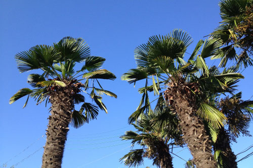 海辺におすすめの椰子の木