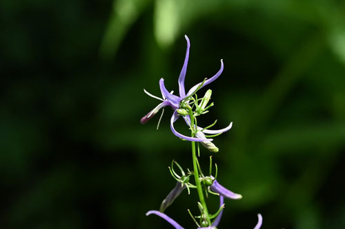しでしゃじん,植物