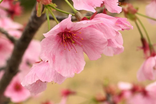 陽光桜,ようこうざくら,ヨウコウザクラ