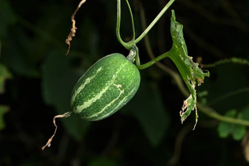 カラスウリ,japanese snake gourd　