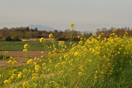 西洋アブラナ,カラシナ,アブラナ,ナノハナ