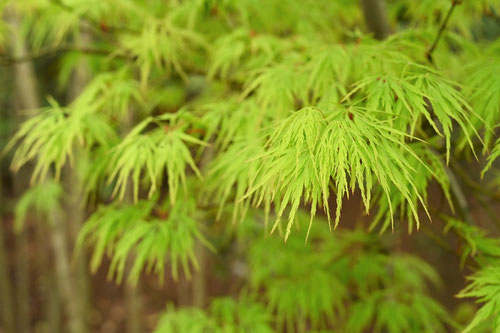 Blue weeping maple