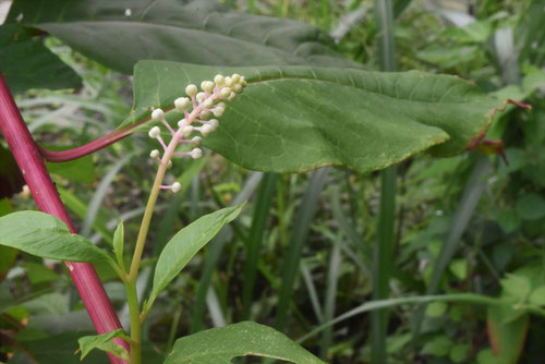 洋種山牛蒡,Pokeweed