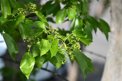 Trident maple,flower