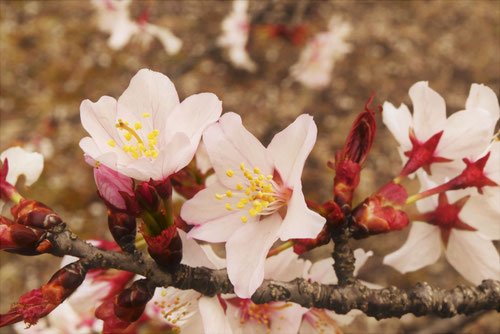 大山桜,オオヤマザクラ