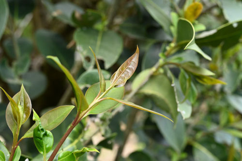 トウネズミモチ,とうねずみもち,葉っぱ