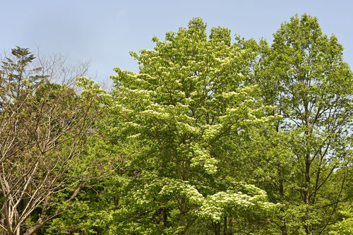 Giant dogwood,ミズキ,植物