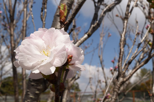 樹高,アマノガワ,桜