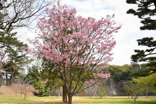 陽光桜,樹形,樹姿,ヨウコウザクラ