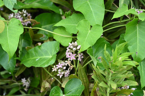 ケセランパサランの植物