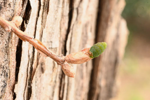 メタセコイア,めたせこいあ,雌花
