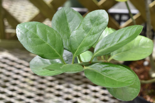 大葉柾,まさき,植木