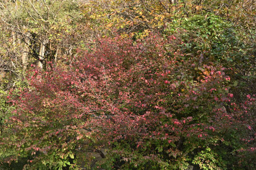 コマユミの木,こまゆみ