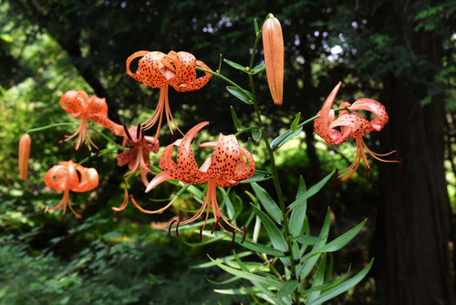 オニユリの花言葉,おにゆり,鬼百合