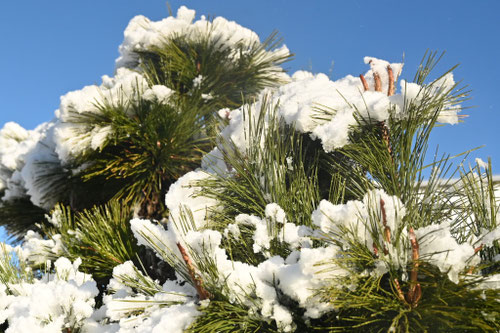 にしきまつ,ニシキマツ,錦松