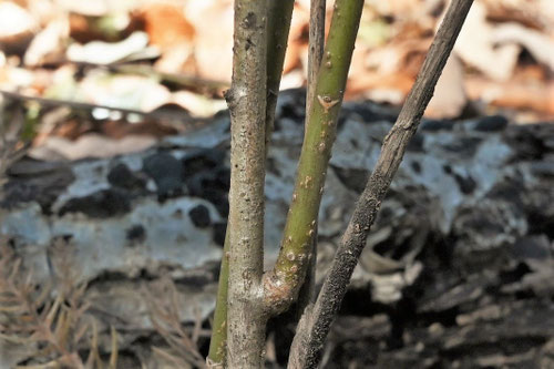 カラタチバナ,ひゃくりょう,植木,ヒャクリョウ,百両の木