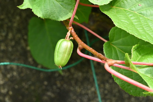 fruits,みやままたたび