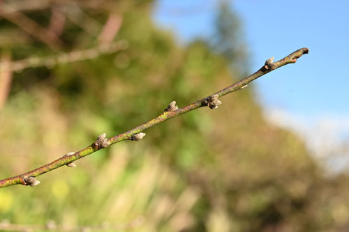 Almond tree