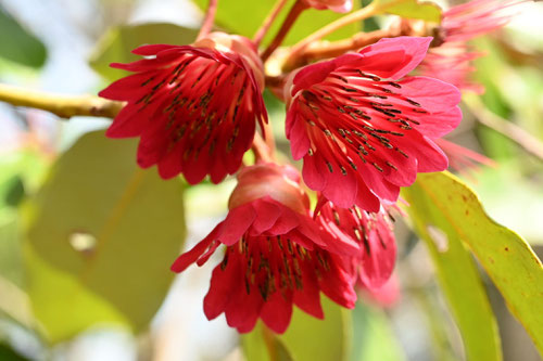 しゃくなげもどき,開花時期,シャクナゲモドキ