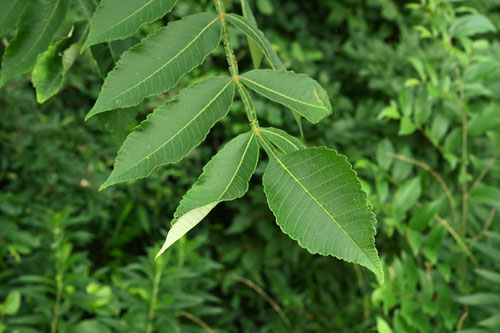 白膠木の木,ヌルデ,ぬるで