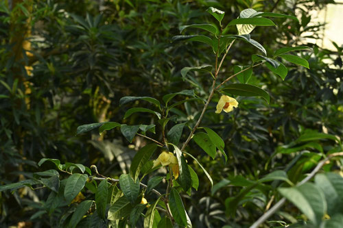 Golden camellia flower