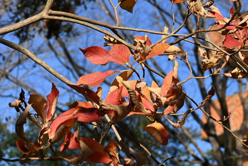リョウブ,りょうぶ,紅葉