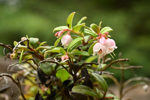 こけもも,苔桃,花,画像