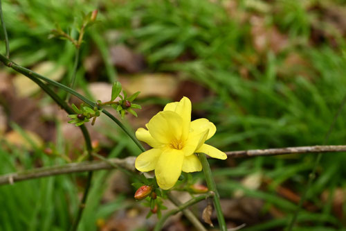 ３月に咲く黄色い花の木