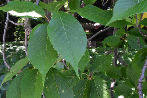 八重桜、種類
