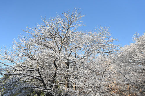 雪に強い樹木