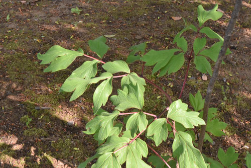 Peony,leaf