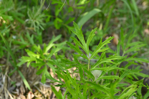 おきなぐさ,植物,翁草