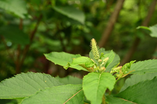 Japanese clethra,リョウブ,りょうぶ