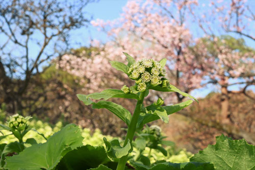 フキ,植物