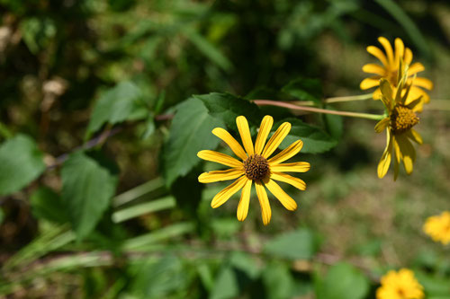 菊芋モドキ