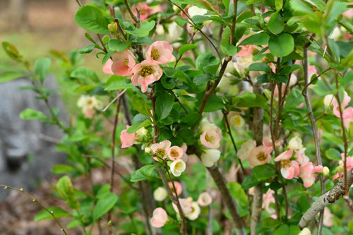 ボケの花,植木,ぼけ,植物,木瓜