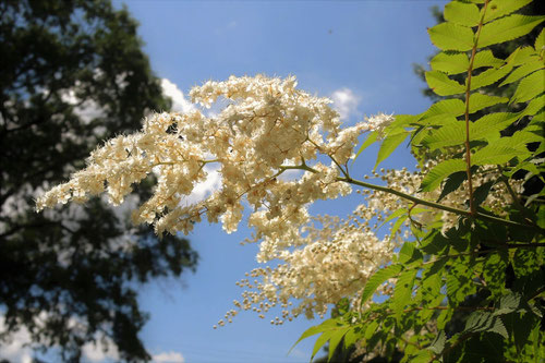 開花時期,ホザキナナカマド,ほざきななかまど