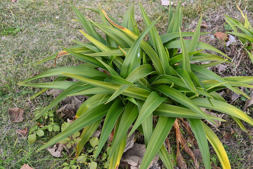 はまゆう,植物