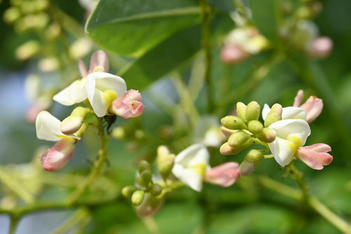 槐の花,時期