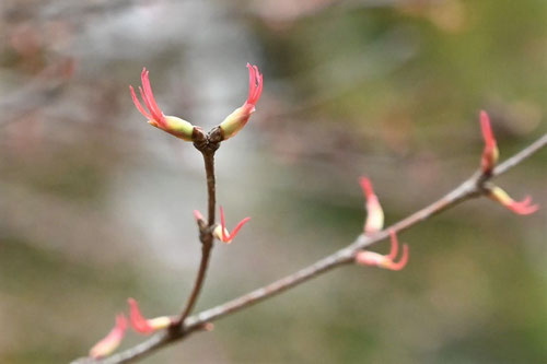 桂,カツラの木,めばな