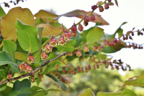 ナツハゼ,開花時期,特徴,なつはぜ