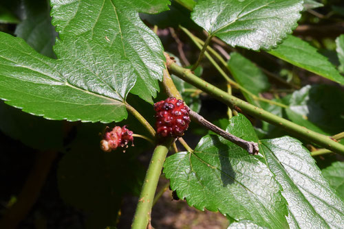 White mulberry　