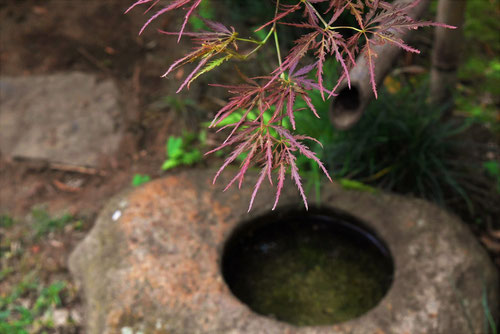 ベニシダレ,木,特徴,べにしだれ