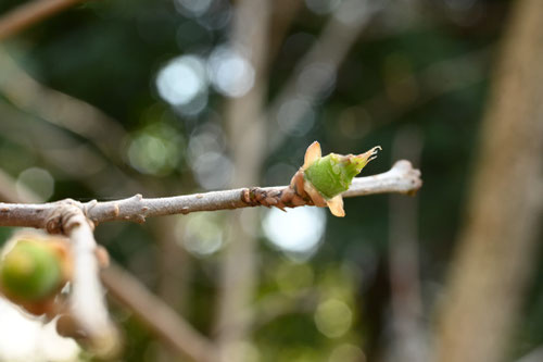そしんろうばい,ソシンロウバイ