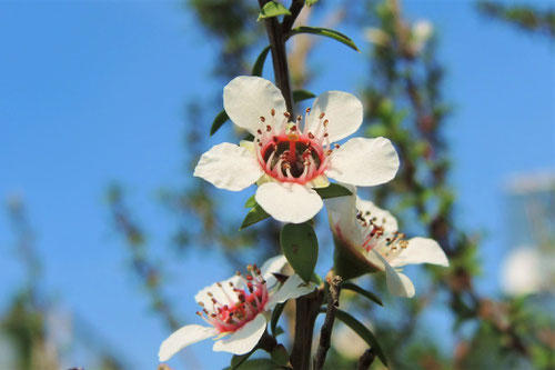 マヌカの花,ぎょりゅうばい