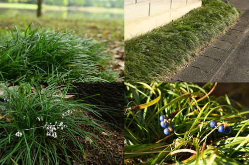 グランドカバーにおすすめの植物,種類