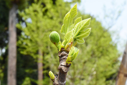 Fig tree,new leaf